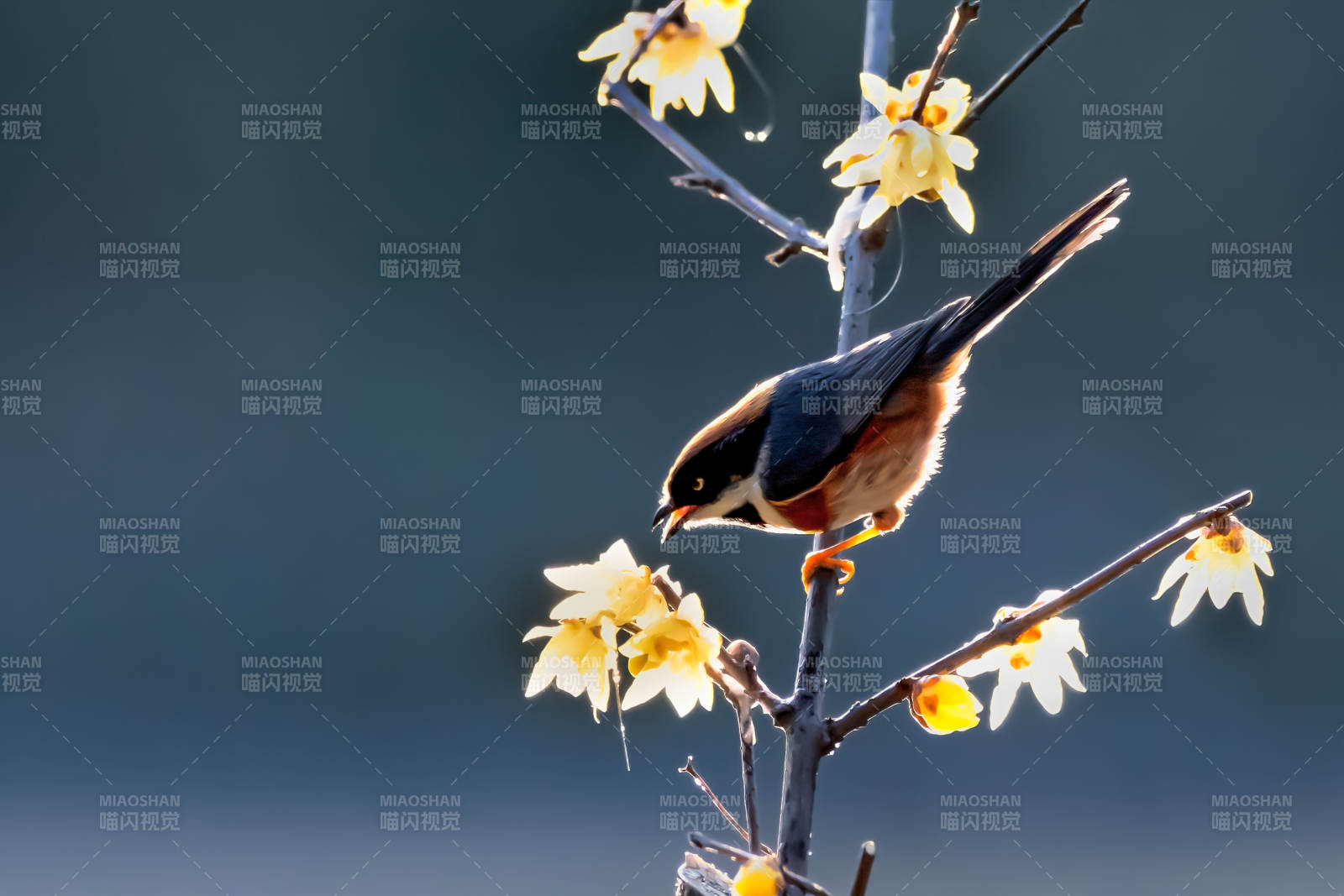 逆光下的红头长尾山雀图片