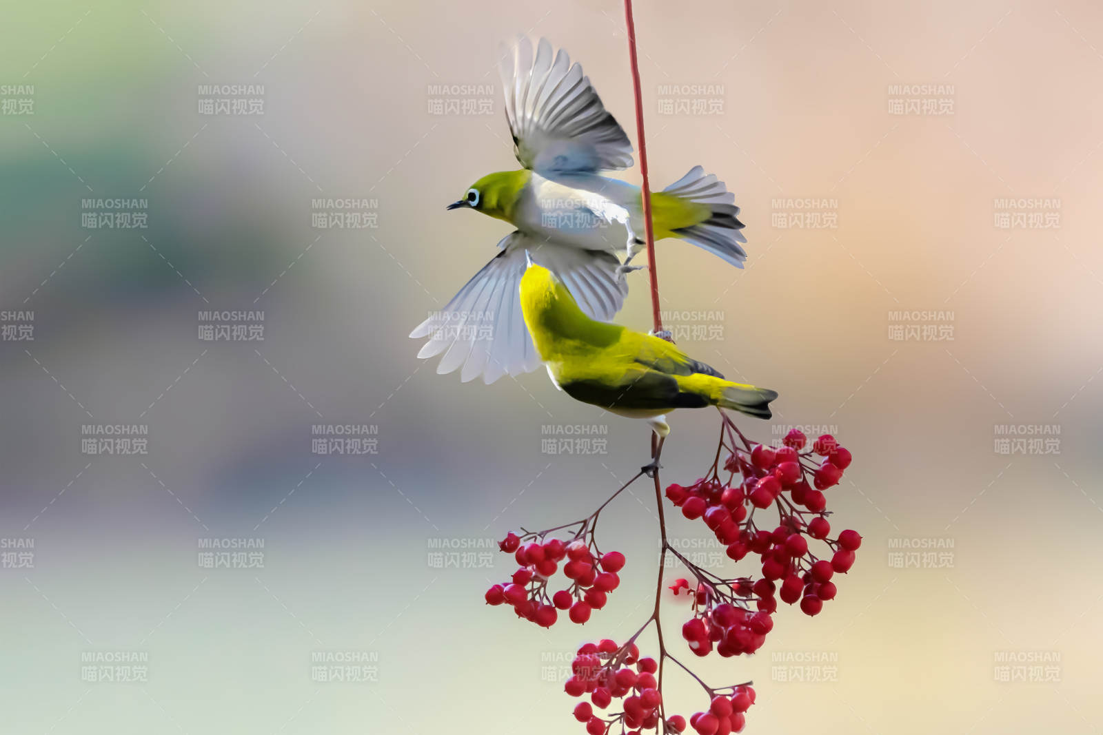 绣眼鸟嬉戏红果枝图片