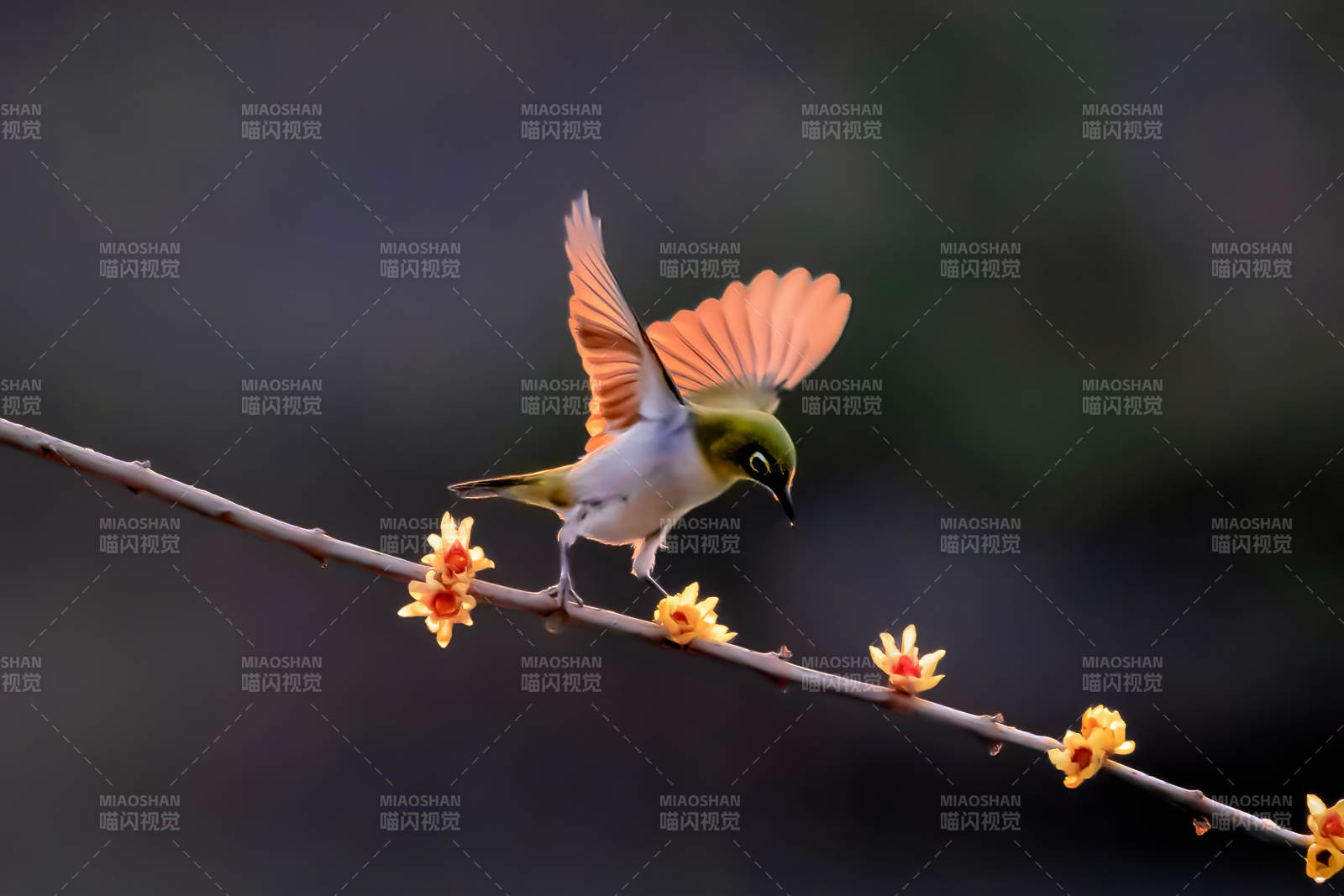 花枝上的绣眼鸟图片