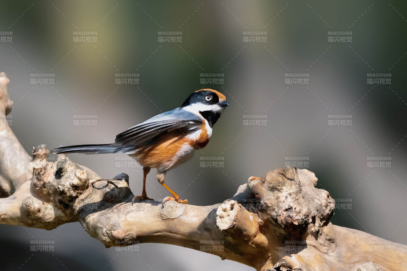 红头长尾山雀栖枝头图片