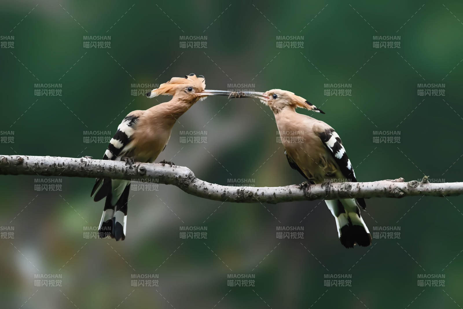 戴胜鸟共栖枝头图片