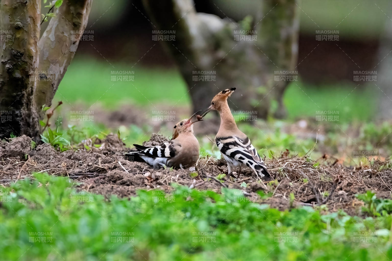 戴胜鸟喂食幼鸟图片