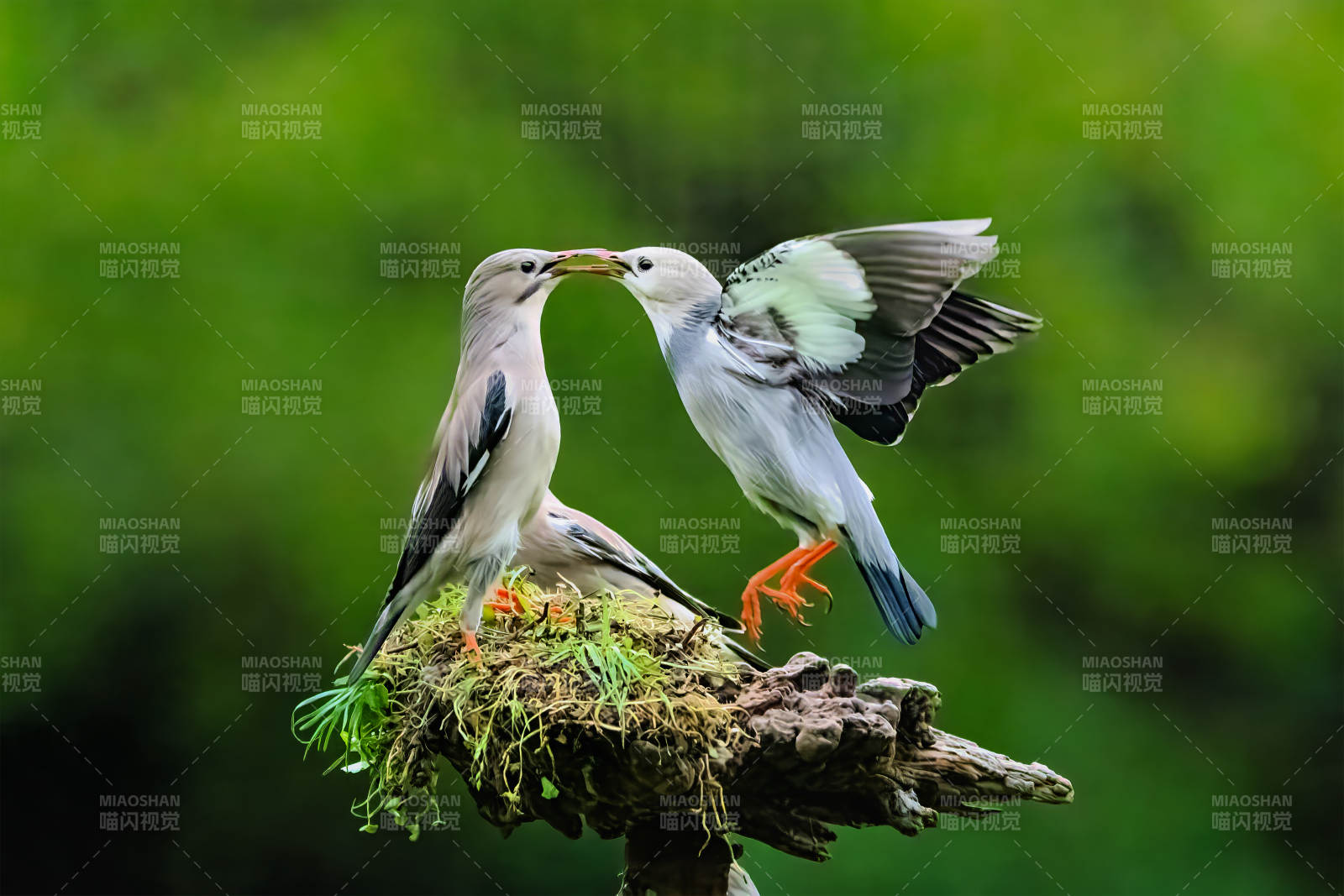 鸟儿亲吻枝头#丝光椋鸟图片