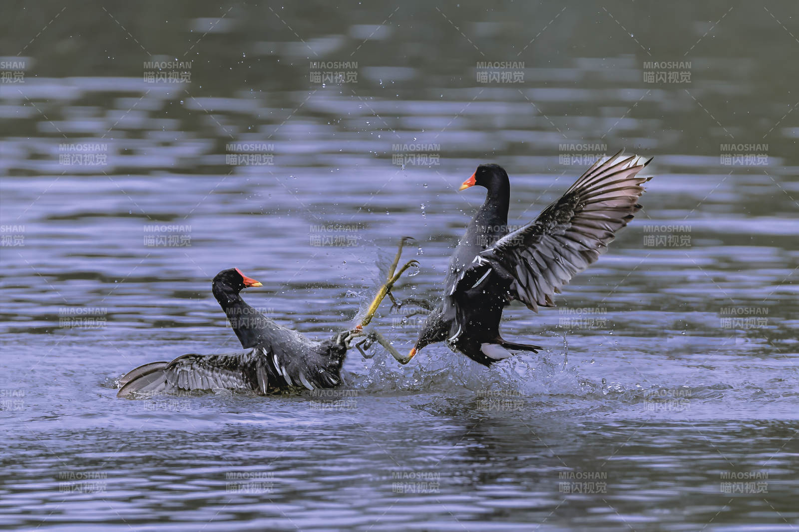 黑水鸡搏斗瞬间图片