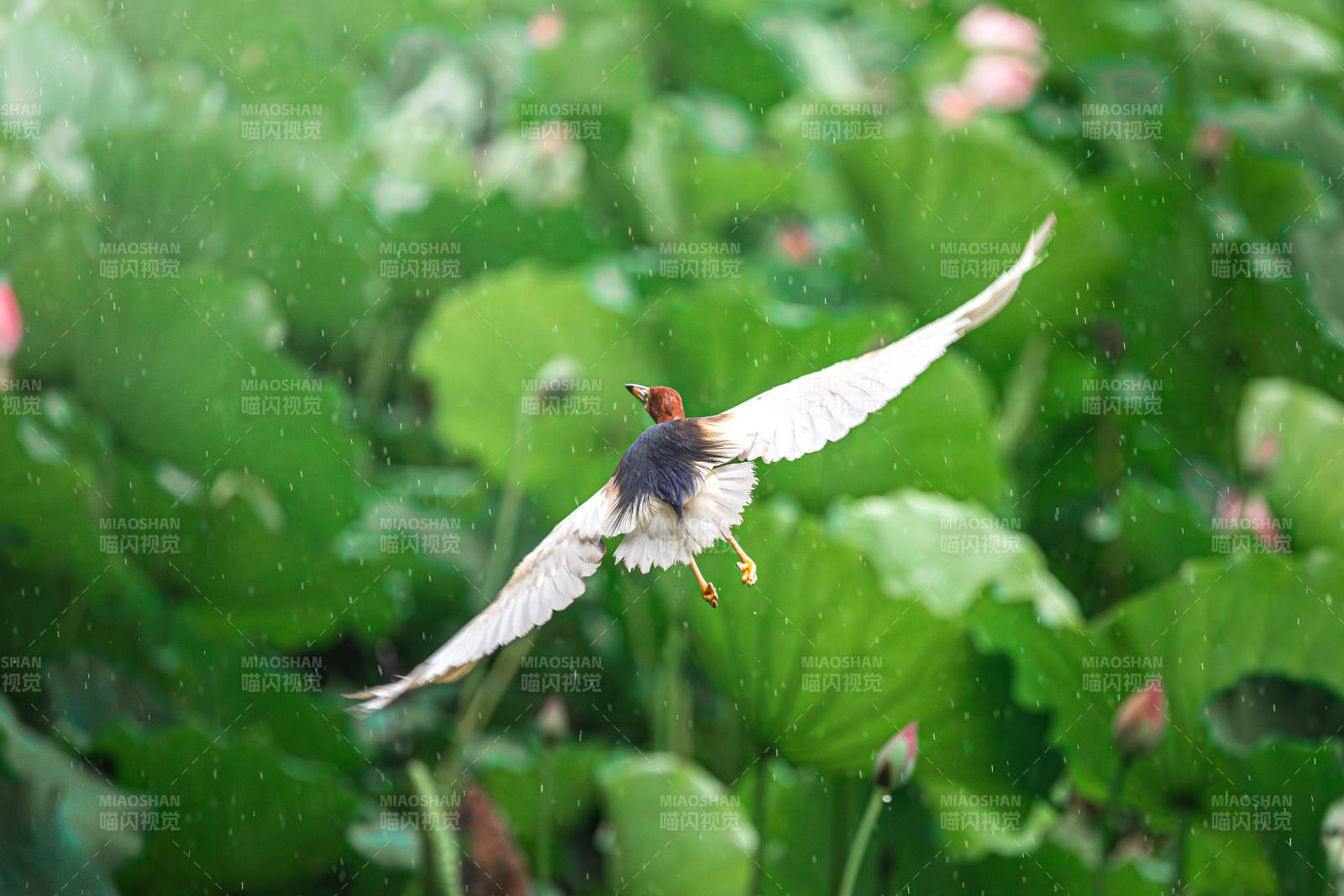 飞鸟掠过荷塘图片