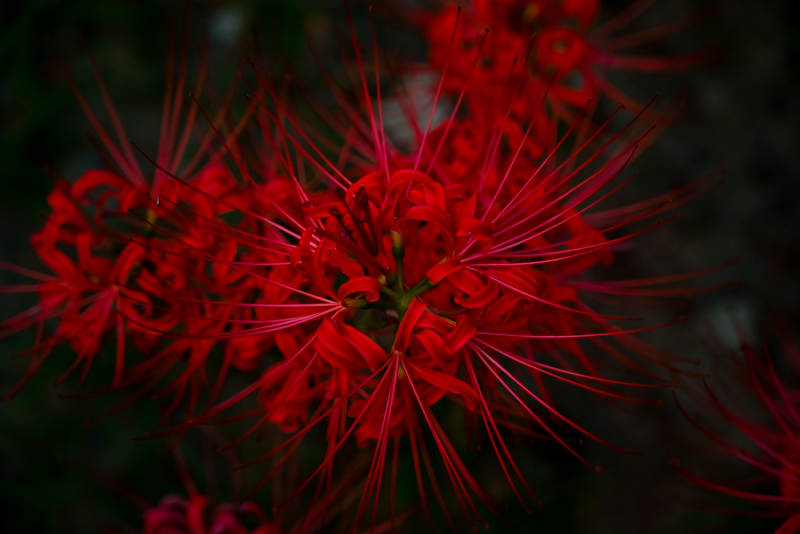 彼岸花绽放图片