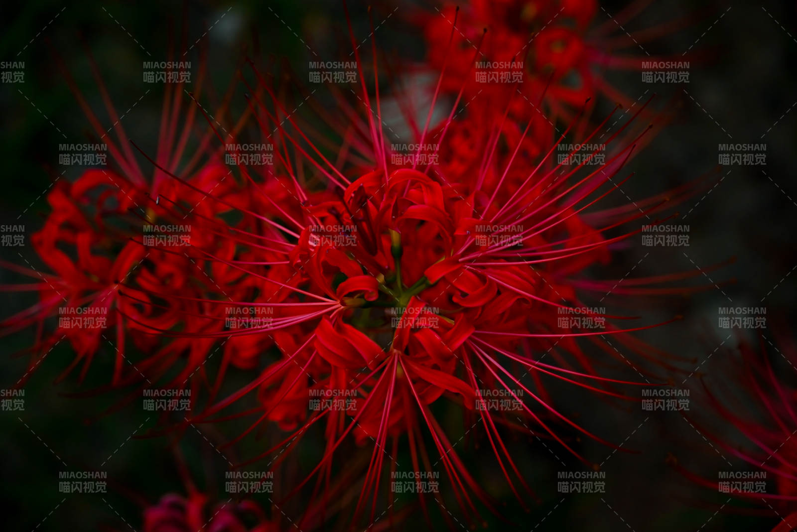 彼岸花绽放图片