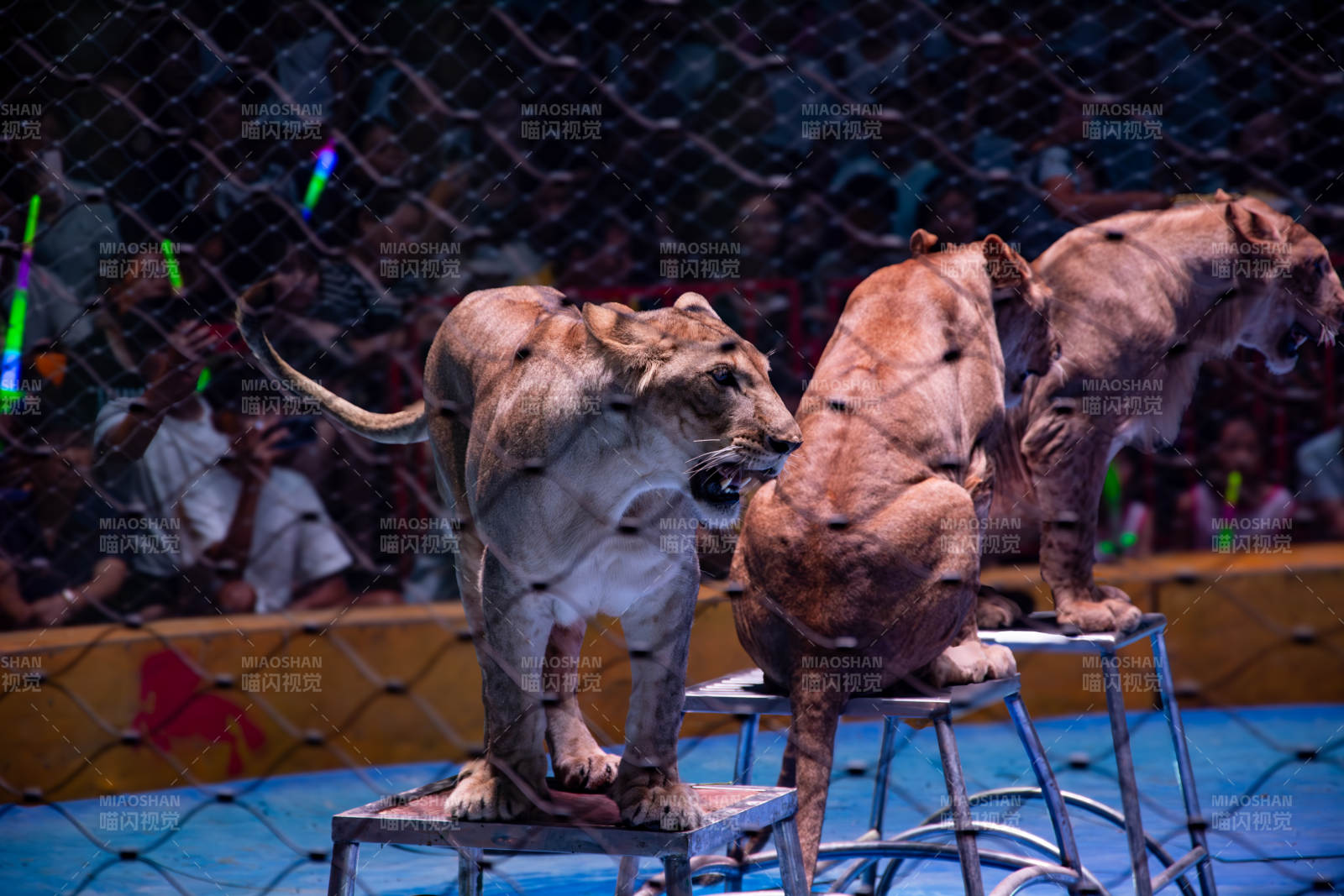 狮虎表演现场图片