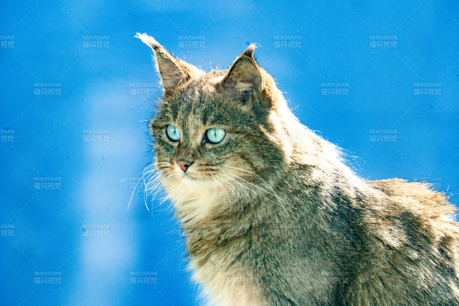 蓝眼猫凝视远方图片