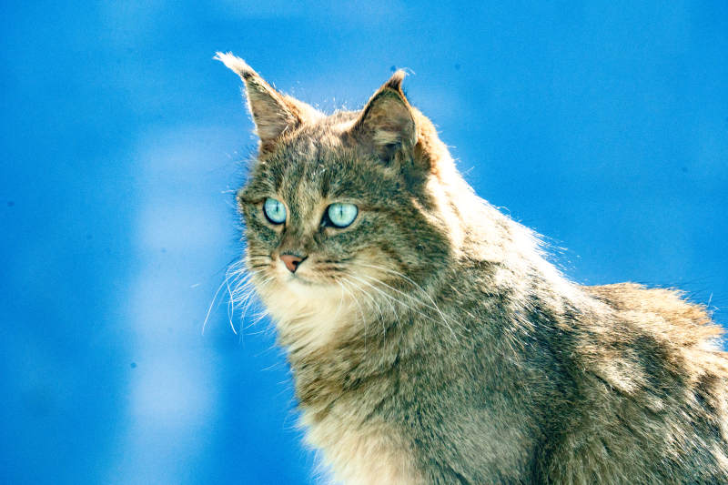 蓝眼猫凝视远方图片
