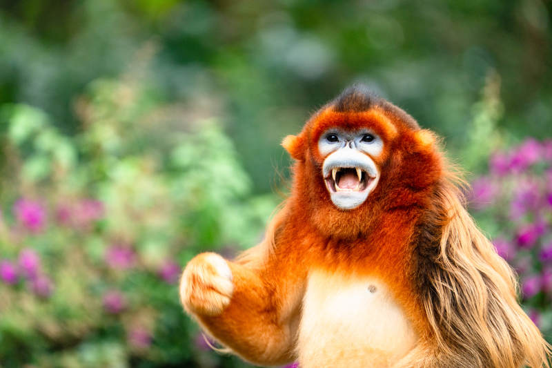 金丝猴怒吼图片