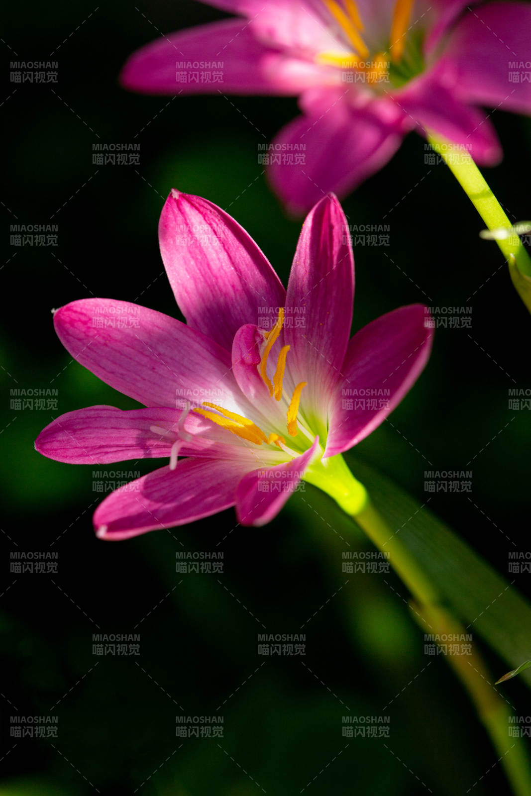 紫花绽放 生机盎然图片