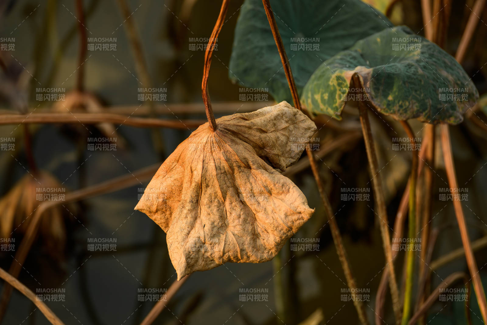 枯萎荷叶垂挂水边图片