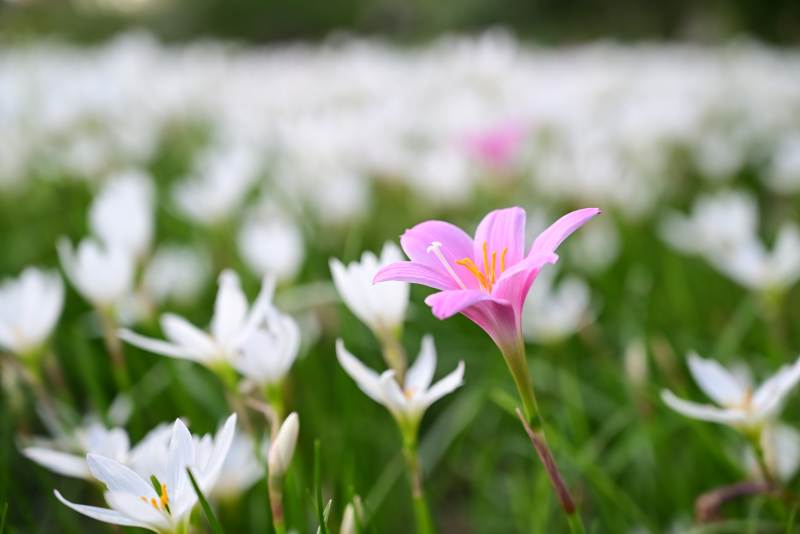 粉花点缀白花海图片