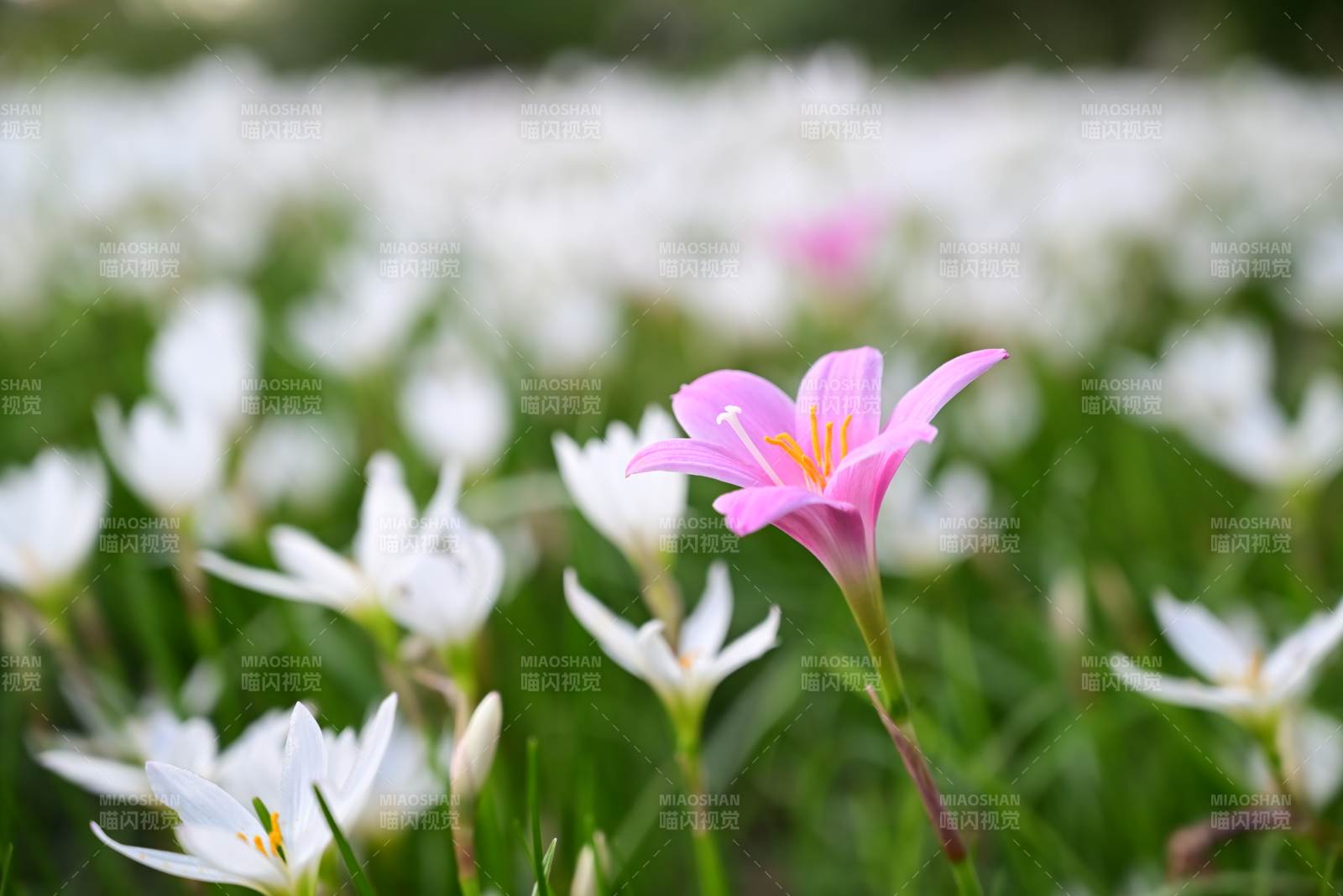 粉花点缀白花海图片