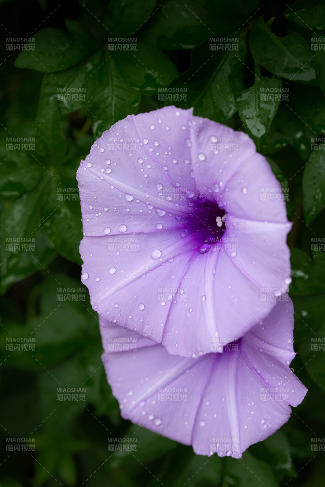 紫花露珠绽放图片