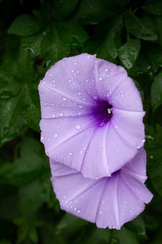 紫花露珠绽放图片