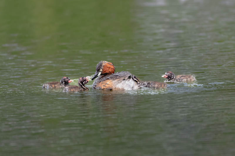 小鸊鷉带幼崽游湖图片