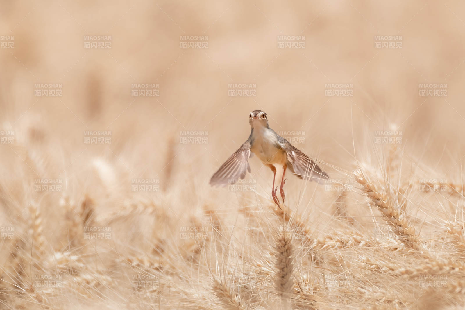 麦田中的鷦莺图片