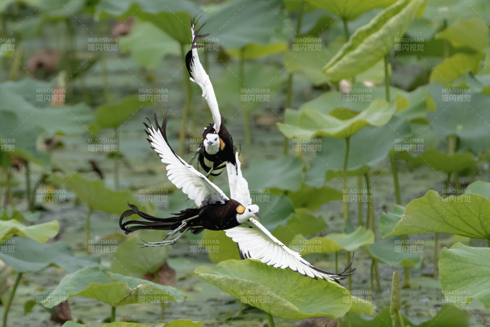 水雉双飞荷叶间图片