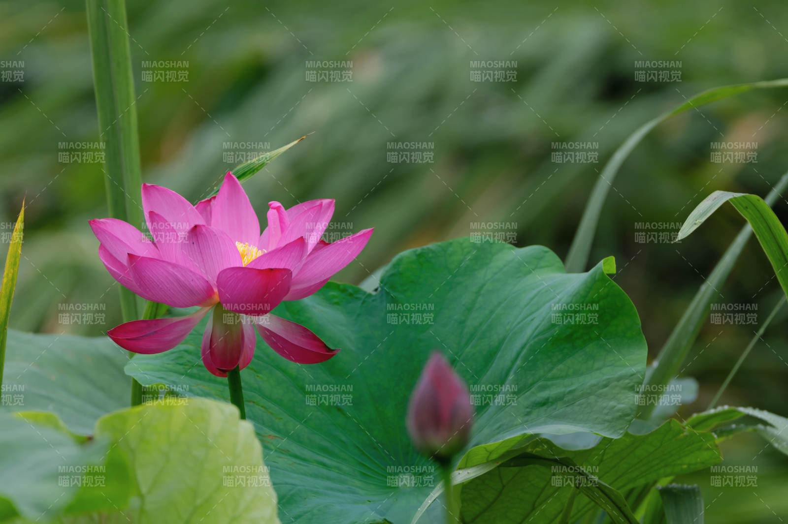 粉莲绽放绿叶间图片