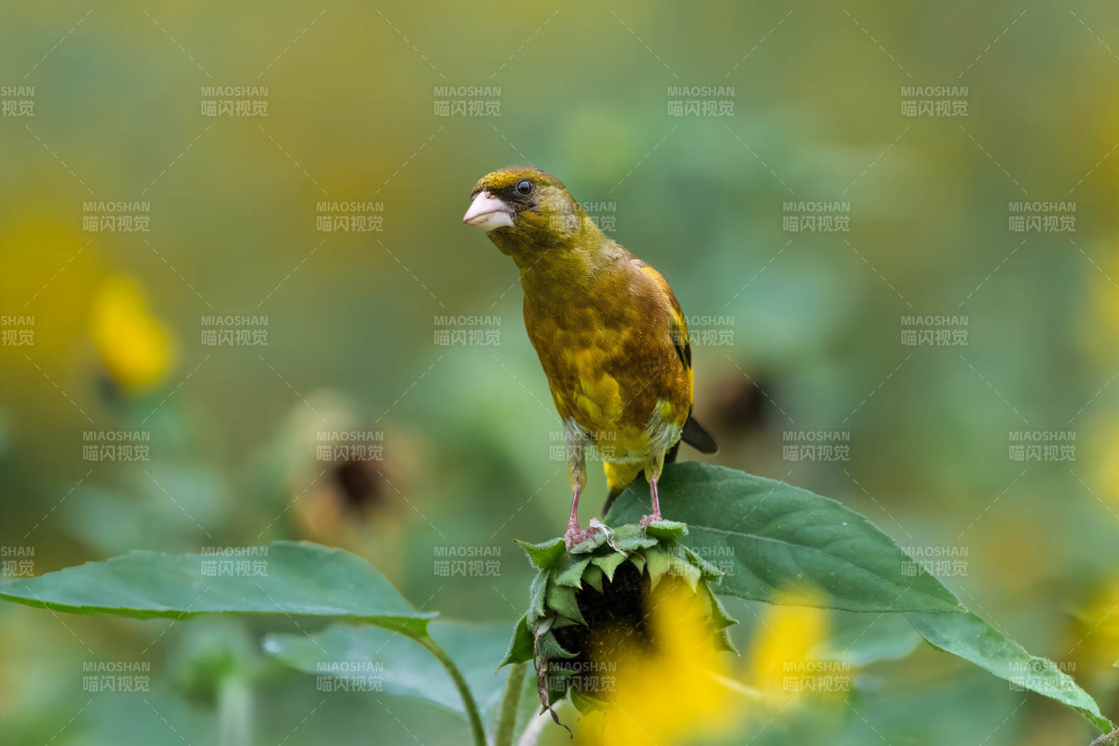 金翅雀栖息花间图片