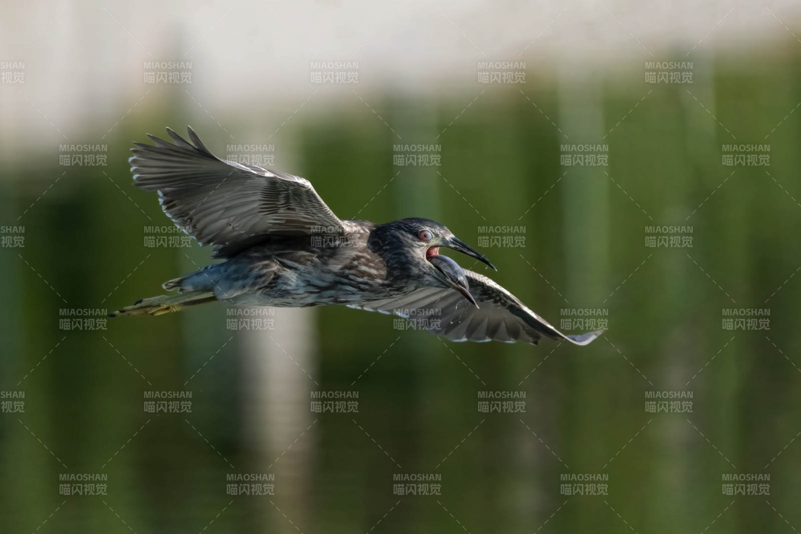 夜鹭叼鱼掠过湿地图片