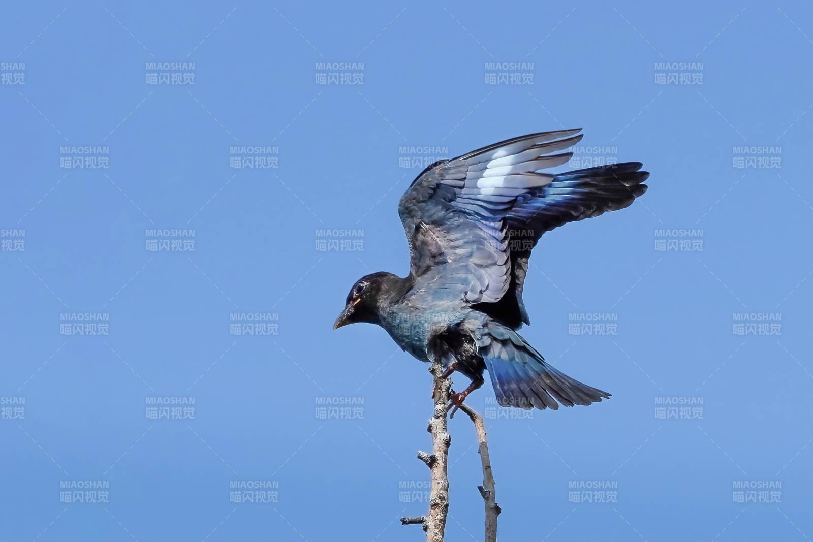 三宝展翅栖枝头图片