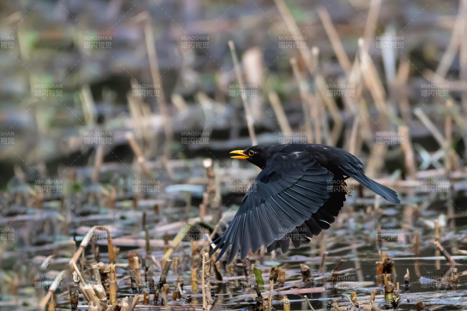 黑鸟展翅飞翔图片