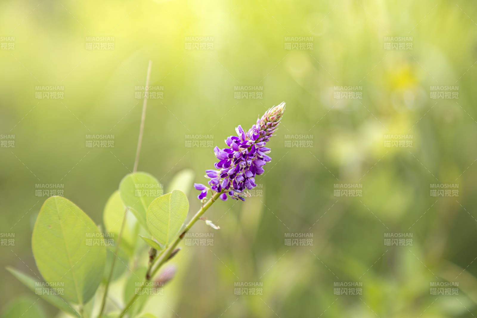 地豆花在绿叶间绽放图片