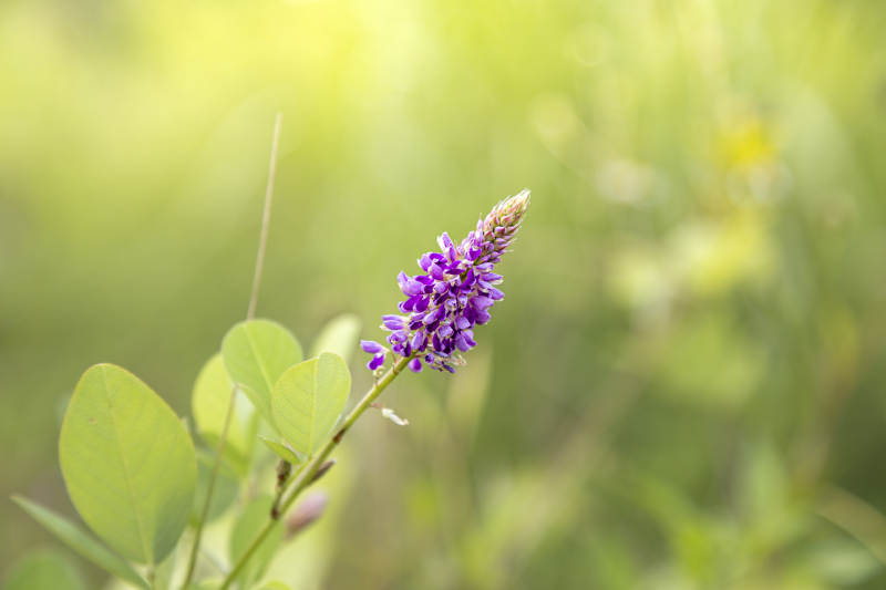 地豆花在绿叶间绽放图片