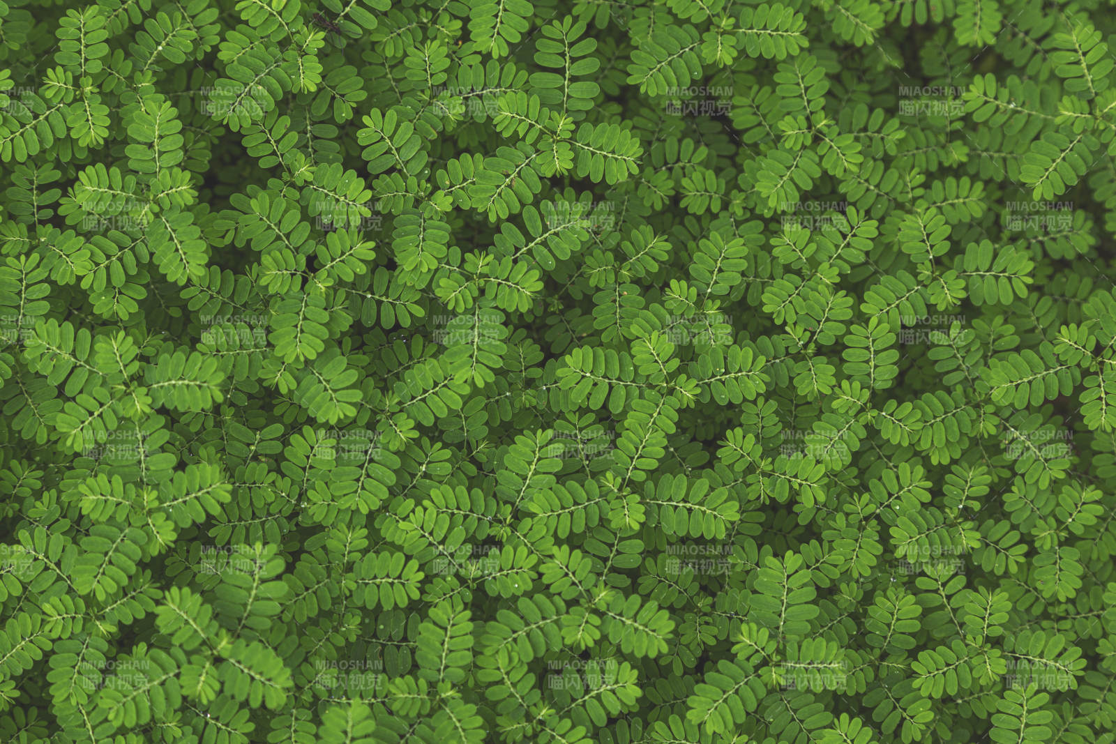 绿叶繁茂背景图片