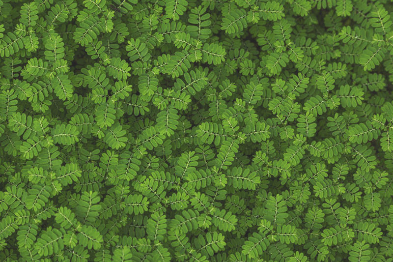 绿叶繁茂背景图片