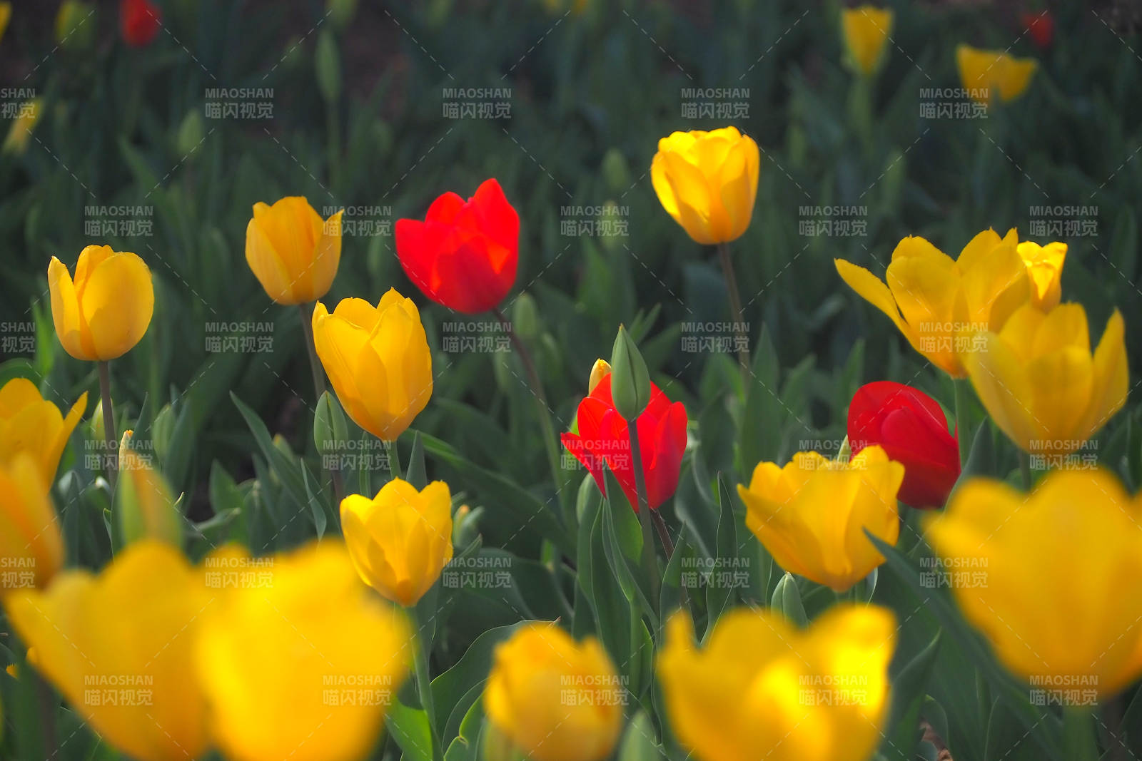 黄红郁金香绽放图片