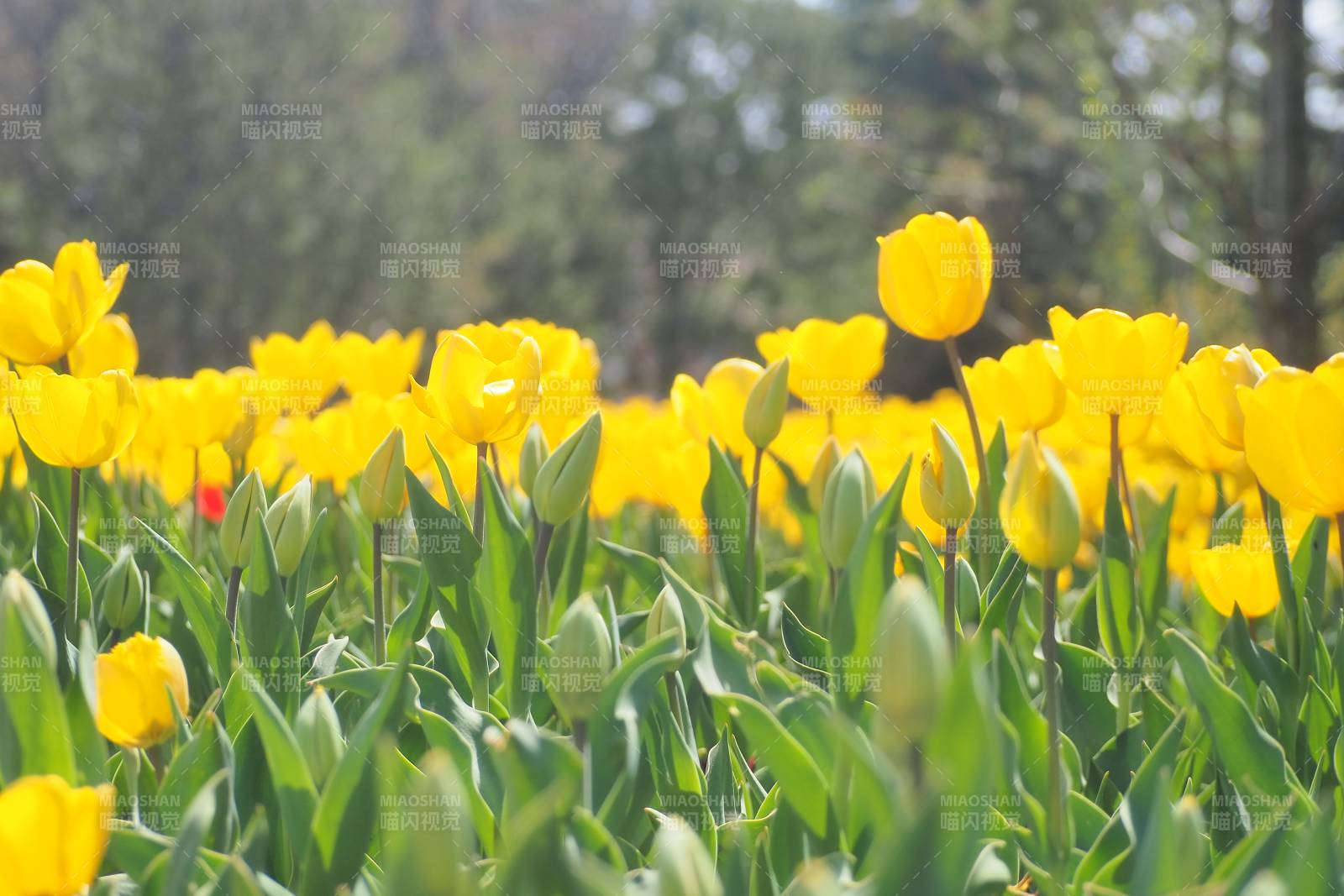 黄郁金香花海图片