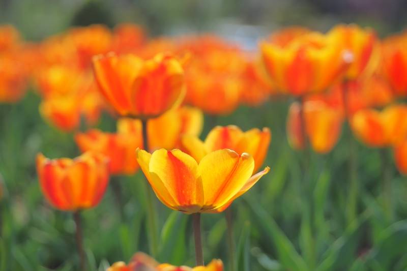 橙黄郁金香绽放图片