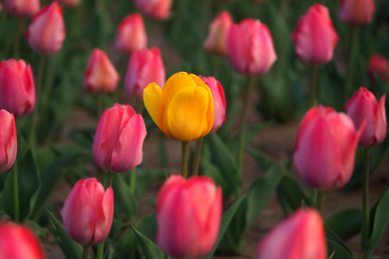黄郁金香独放花海图片