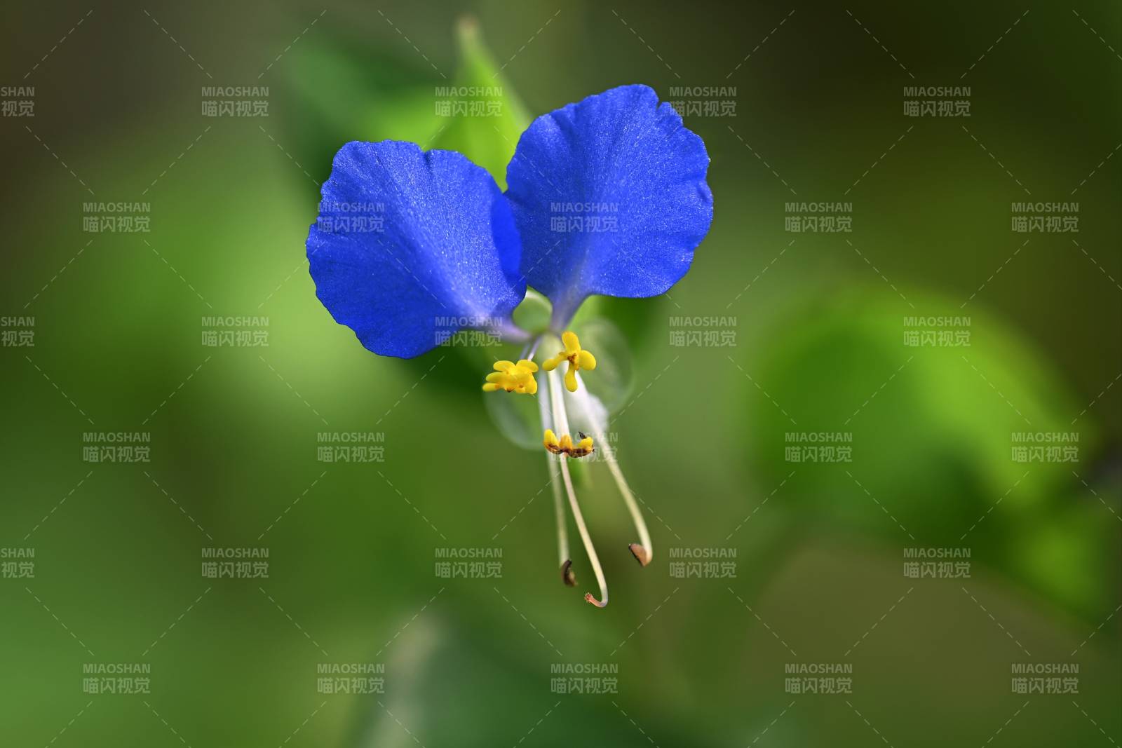 鸭跖草绽放 娇艳欲滴图片