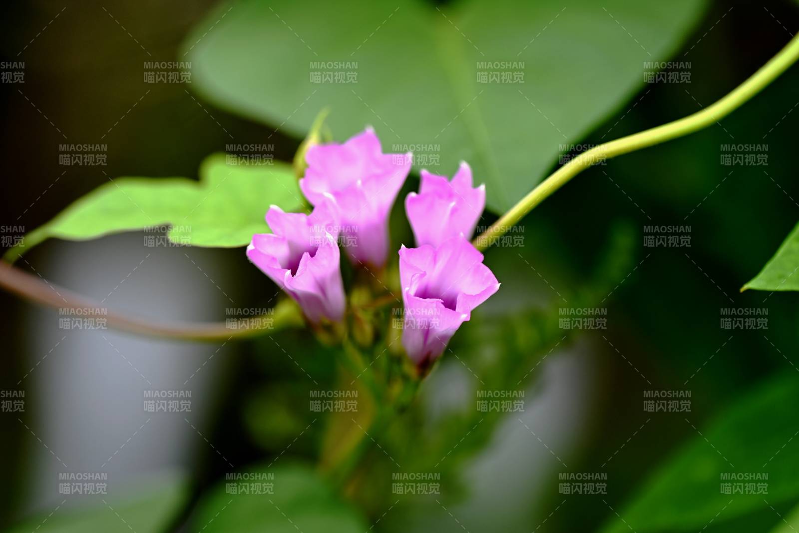 田间地头野生牵牛花（微距）图片