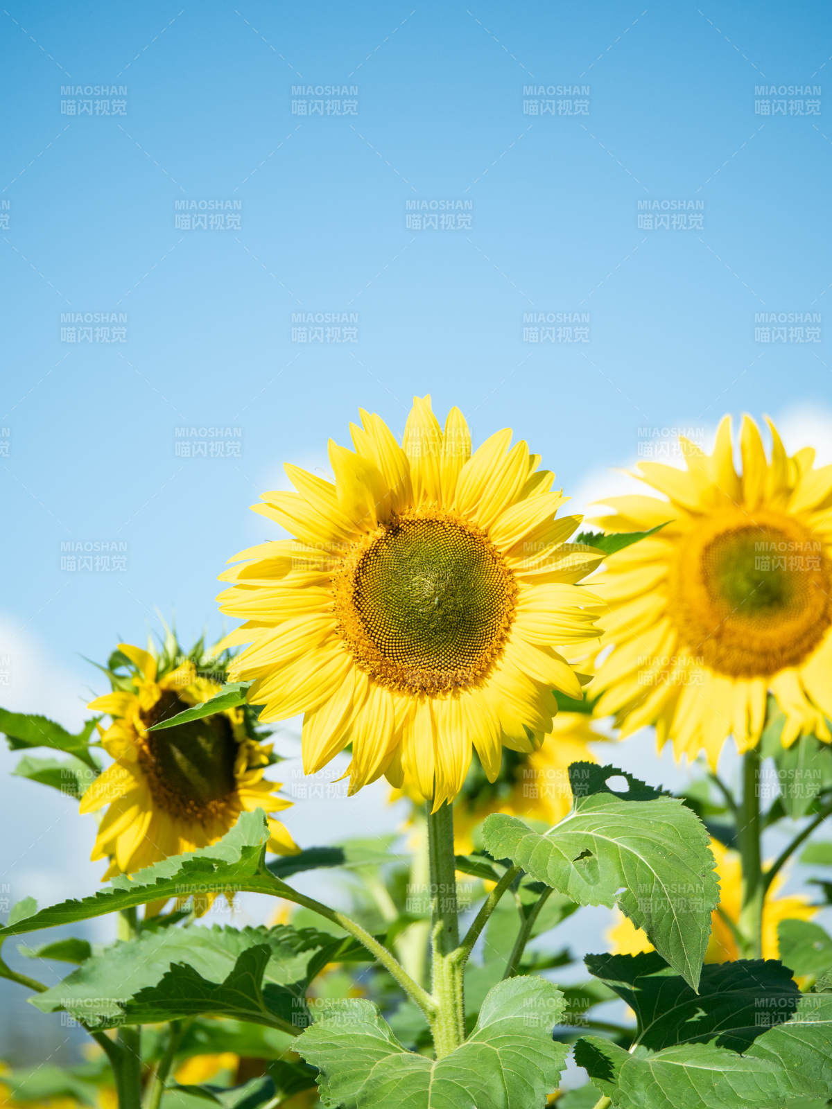 向日葵迎风绽放图片