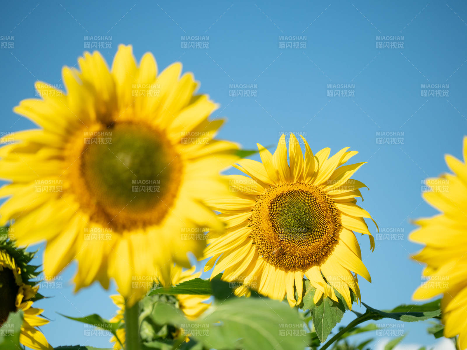 向日葵迎风绽放图片