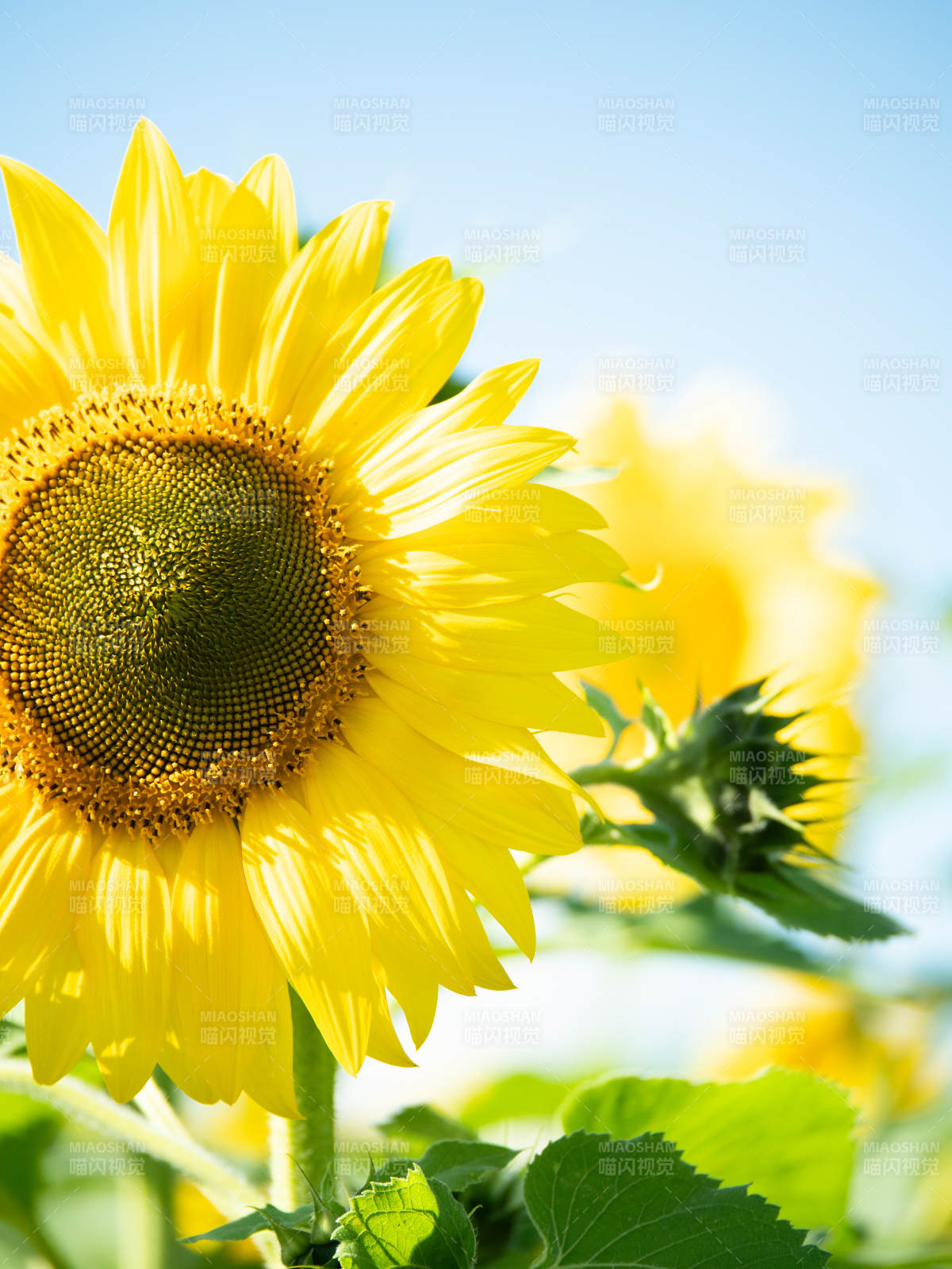 向日葵绽放阳光图片