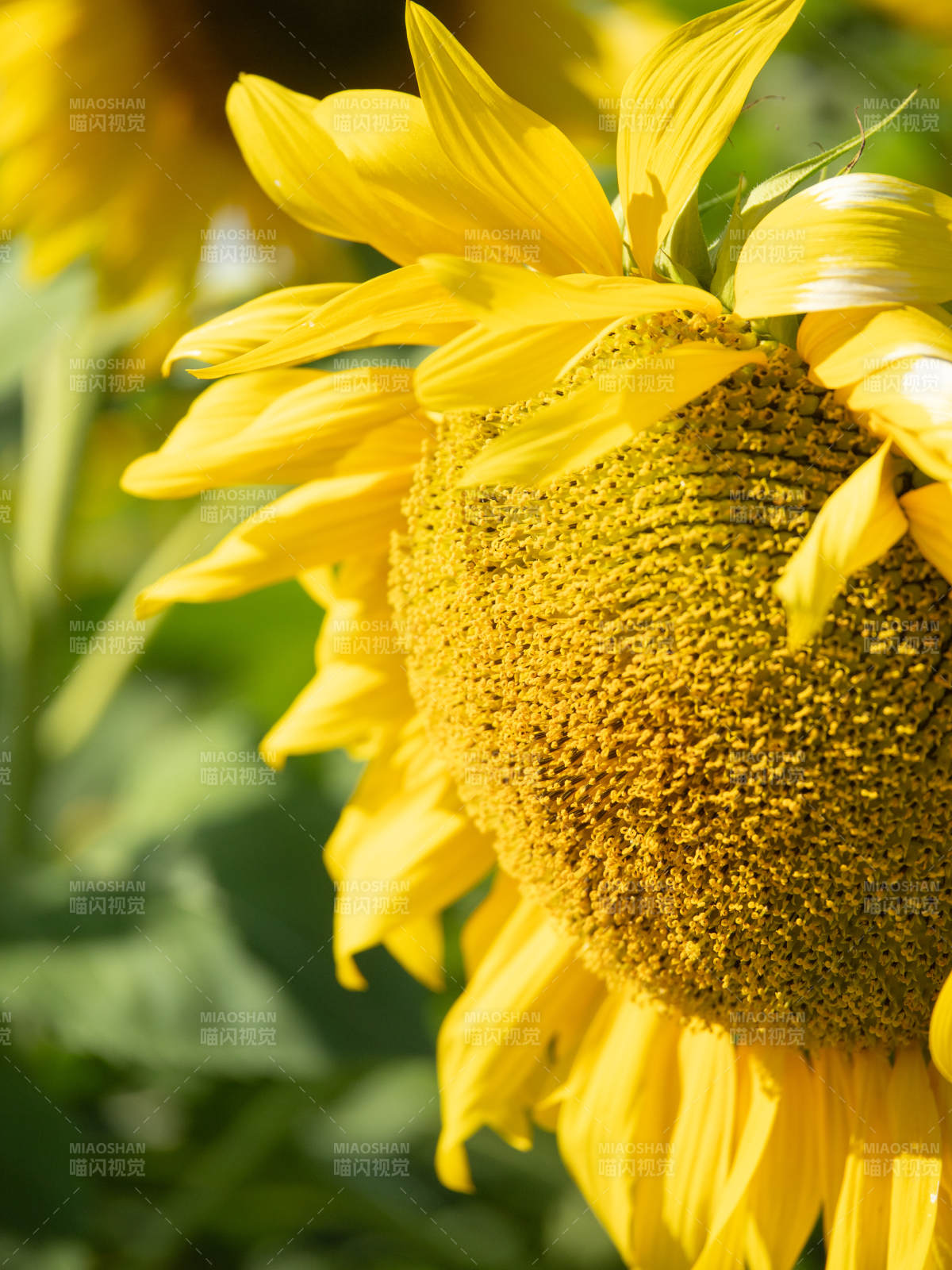 向日葵绽放图片