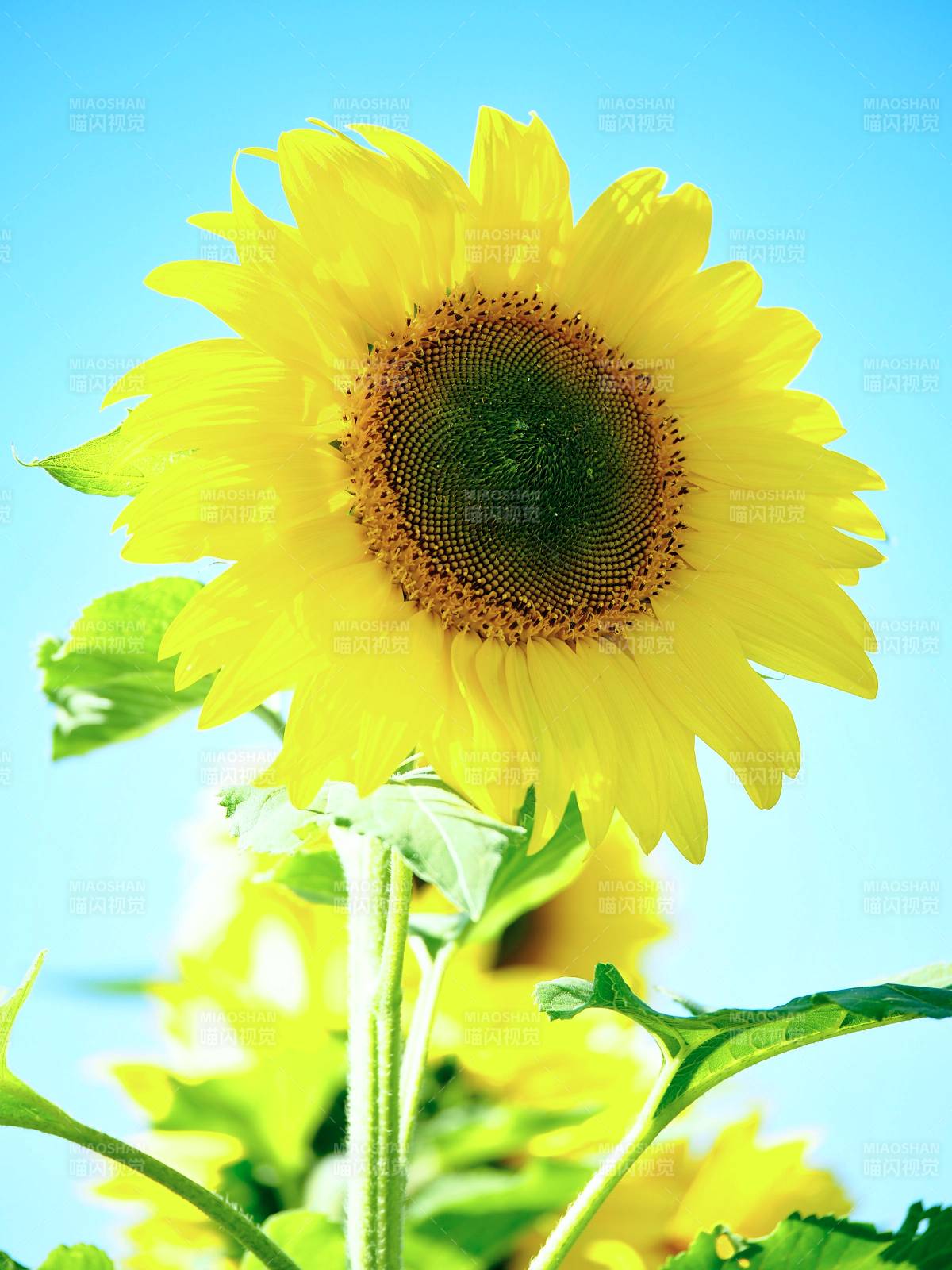 向日葵迎风绽放图片