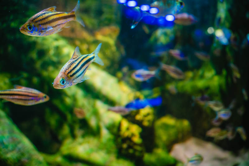 水族馆里的热带鱼图片