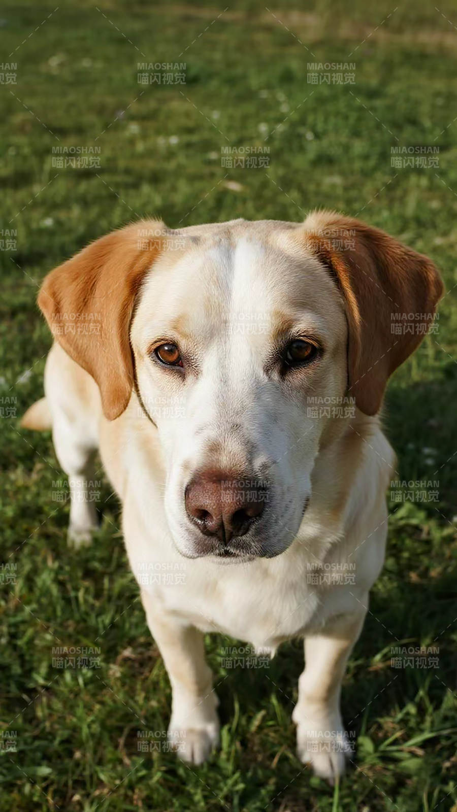 金毛犬凝视镜头图片