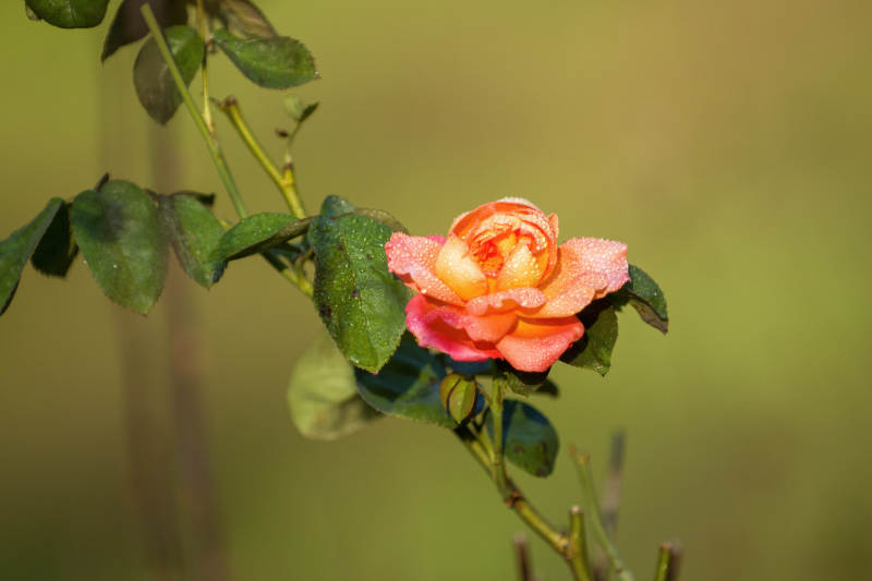 月季花绽放 色彩斑斓图片