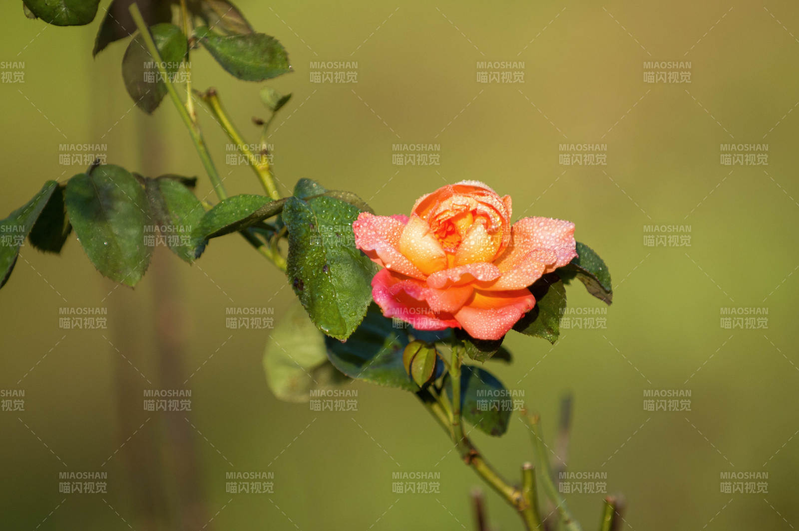月季花绽放 色彩斑斓图片