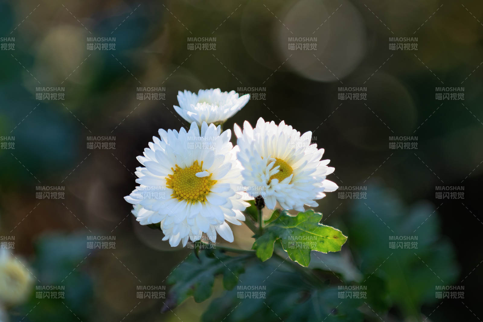 白菊绽放 清新自然图片