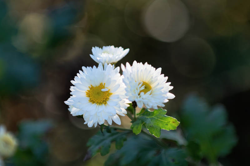 白菊绽放 清新自然图片